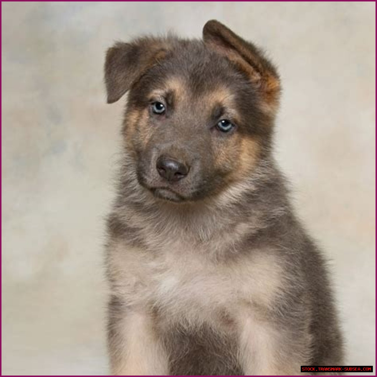 Finding The Perfect German Shepherd: GSD For Sale In VA